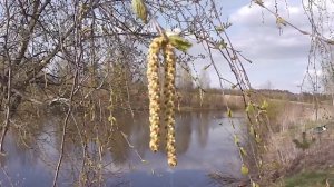 КУПИЛИ ДОМ В ДЕРЕВНЕ. СЕЗОН РЫБАЛКИ 2021 ОТКРЫТ. НА РЫБАЛКУ, КАРАСИ КРАСАВЦЫ, ОКУНЬ, ЩУКА.