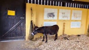 ВЛОГ бегаем на скорость и доим корову
