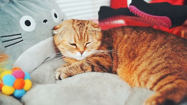 ДОРОГО ДЕШЕВО: Кошачья ЩЕТКА Для Шерсти, Реакция КОШКИ смотреть онлайн