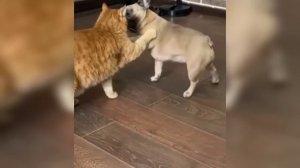Кот побил собаку😅 драки животных