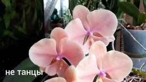 🌺 Осенний ветер