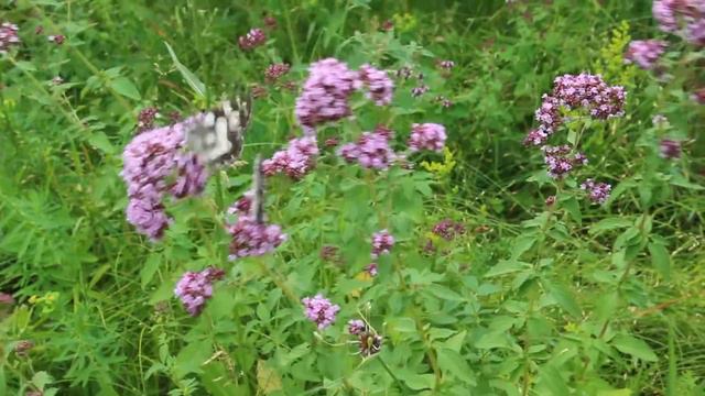 Пестроглазка галатея (canon eos 600d) смотреть онлайн