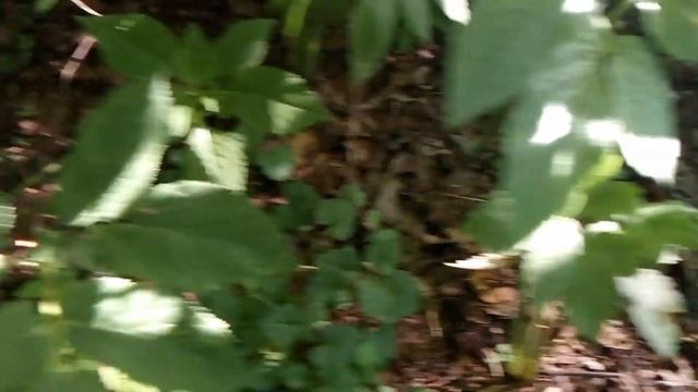 Обыкновенная жаба/Обикновена жаба/Ordinary Toad смотреть онлайн