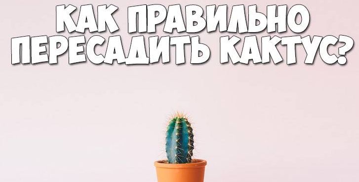 Как пересадить кактус.