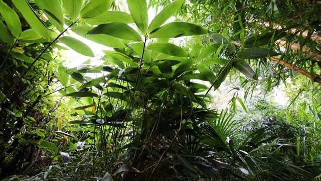 Growing a REAL Urban Jungle - Dr Simon Olpin's Sheffield Garden Paradise смотреть онлайн