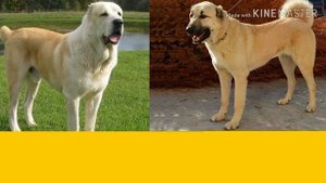 Алабай против Кангала. Alabai against Kangal. Собаки. Батл собак.