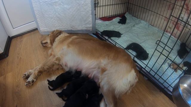 Что выбрать сучку или кобеля ? Что выбрать девочку или мальчика собаку ? Собственный опыт смотреть онлайн