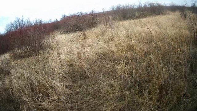 ОХОТА НА ФАЗАНА - БЕЗ ЭКСЦЕССОВ (многое обсудим) смотреть онлайн