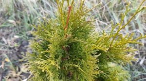 моя дача ОБЗОР САДА ТУЯ 10 СОРТОВ в саду | ТУЕВИК 2 сорта | УКРЫЛА  РЕДКИЕ РАСТЕНИЯ В САДУ | фотини