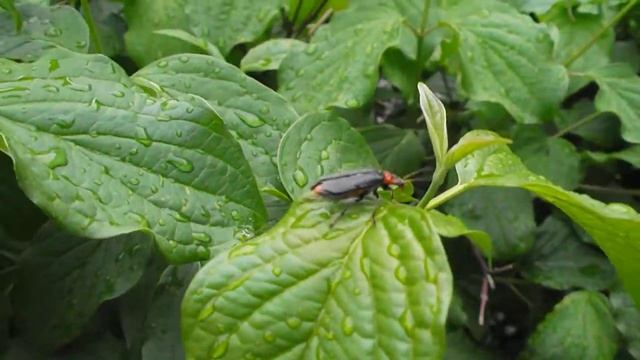 мягкотелка пытается взлететь смотреть онлайн