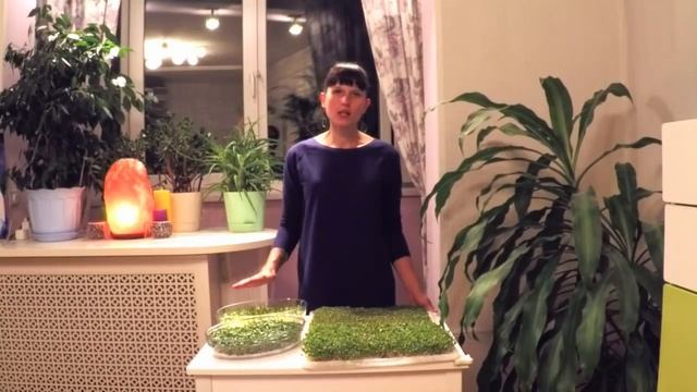 Как вырастить микрозелень дома?