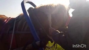 ЛОШАДИ В РАБОТЕ/СЕЕМ НА МАРУСИ ЗЕРНО-СМЕСЬ