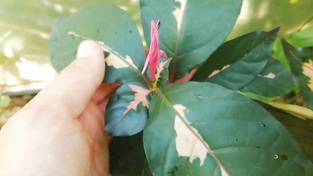 Граптофиллум расписной.Graptophyllum pictum tricolor.  Цветение
