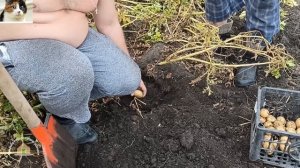 Как отобрать и хранить семенной картофель при выкопке