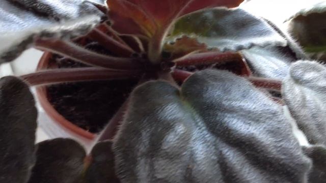 Как запустить фиалку на пышное цветение в любое время года(часть 2) смотреть онлайн