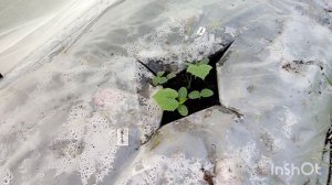 ЖАРКО! Покупки с WB! Высадила Перцы в Грядку Термос! Огурцы и Тыквы парятся в Грядах Термосах!