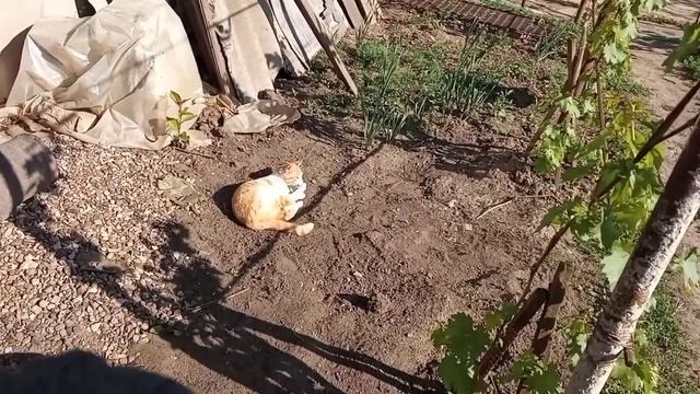 Чем кормить цыплят в месячном возрасте/Как содержать, чтобы цыплята росли здоровыми смотреть онлайн