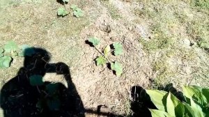 ЧАСТЬ 1. Мульчирование грядок сеном и утиным помётом.