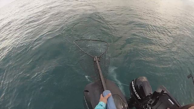 King Salmon fishing Lake Michigan ( We found them!!!)