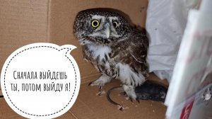 Сычик Пуньк вернулся из Москвы СОВершенно недовольным: там маленьких сов обижают!