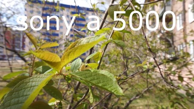 sony a 5000 или canon 600d качество видео смотреть онлайн