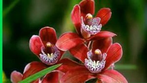 день рождения поздравления на татарском