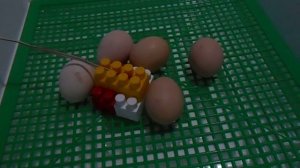 ИНКУБАЦЫЯ ЯИЦ РАСПОЛОЖЕНИЕ ДАТЧИКА ТЕРМОРЕГУЛЯТОРА В ИНКУБАТОРЕ