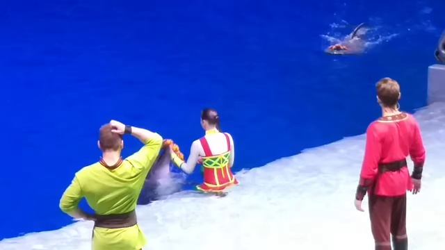 Дельфины в Москвариуме. Шоу ,,Сон в летнюю ночь''. Заключиткльное представление)) смотреть онлайн