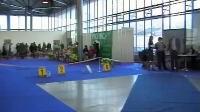 198. Выставка курцхааров г.Санкт-Петербург 2007г. смотреть онлайн