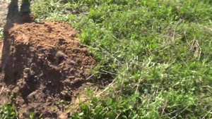 Minelab Equinox 600 Оцветнение железа на разных прошивках! Алюминиевая проволока и VDI...