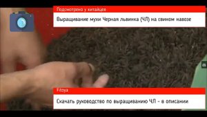 Черная львинка муха черный солдат выращивается на свином навозе  Подсмотрено у китайцев