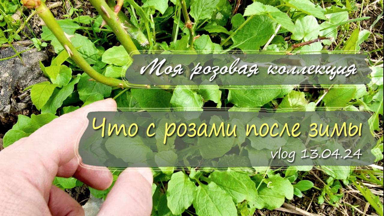 Что стало с розами после зимы. Моя розовая коллекция | vlog Дача как есть 13.04.2024