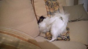 Papillon-Папийон. Жизнь папийона! Очень много срочных дел.....))))