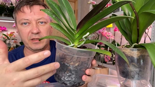 ЦВЕТОНОСЫ ОРХИДЕЙ РАСТУТ как на ДРОЖЖАХ в этом грунте после пересадки орхидеи смотреть онлайн