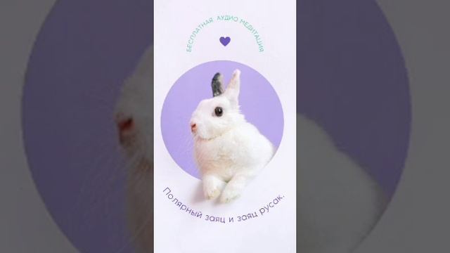 Бесплатная аудио медитация, Полярный заяц и заяц русак. смотреть онлайн