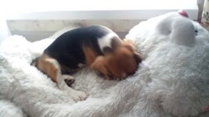 ЩЕНОК БИГЛЯ /// НАШ ДЕНЬ /// VLOG