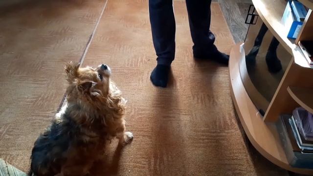 Кошка родила котят. Собака просит котят у кошки. Dog and kittens смотреть онлайн