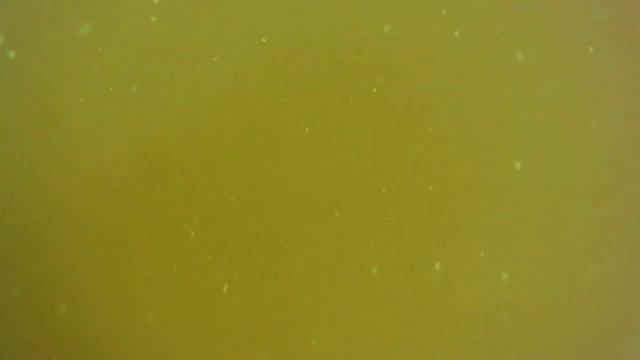 Погружение в цветущее Волгоградское водохранилище смотреть онлайн