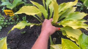 ХОСТА RAINBOW'S END (РЕЙНБОУЗ ЭНД), Брайт Стар (Hosta Bright Star), FIRST BLUSH (ФЁРСТ БЛАШ) #хосты
