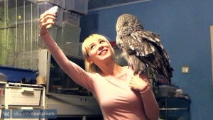 Очень милая бородатая неясыть