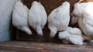 Кобб 700 мой первый опыт.Вес в 44дня .