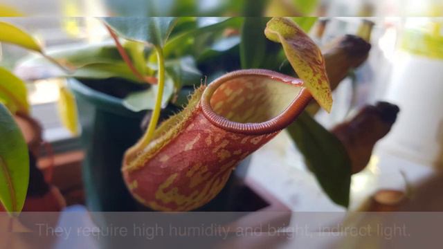 10 Best unpopular indoor plants