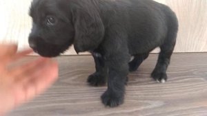 Девочка Английский кокер спаниель 1,5 месяца