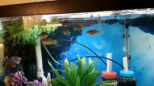 VELIFERA csp1 смотреть онлайн