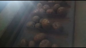 Семенной картофель с Урала +7(912)22-013-26. Астрахань садит картофель, УДАЧИ!!!