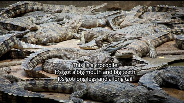 It's got... Simple Animal Descriptions & Listenig Activity смотреть онлайн