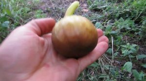 Инжир сорта Брунсвик