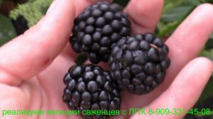 Десертные ягоды ежевики сорта АСТЕРИНА