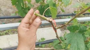 Прививка толстого черенка винограда