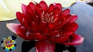 Нимфея Deepest Red (Темно-красная) кувшинка, waterlily, водные растения, пруд